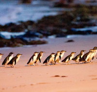 Phillip Island Penguin Parade Entry and Express Shuttle from Melbourne - Accommodation Broadbeach