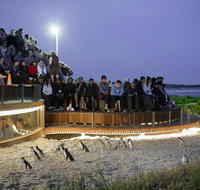 Small-Group Phillip Island Day Trip from Melbourne with Penguin Plus Viewing - Accommodation Broadbeach