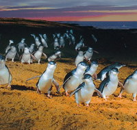 Phillip Island Tour from Melbourne - Accommodation Broadbeach