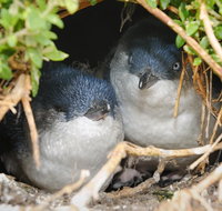 Phillip Island Penguin Parade Evening Tour - Accommodation Broadbeach