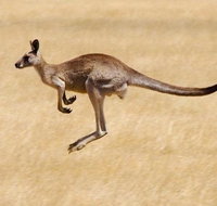 Koalas and Kangaroo in the Wild Tour from Melbourne - Accommodation Broadbeach