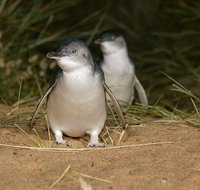 Express Expedition to Phillip Island Penguin Wildlife Encounter Evening Tour - Accommodation Broadbeach