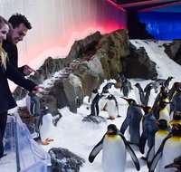 Penguin Passport at SEA LIFE Melbourne Aquarium - Accommodation Broadbeach