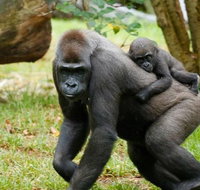 Melbourne Zoo General Entry Ticket - Accommodation Broadbeach