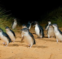 Phillip Island Penguin Parade Express Tour from Melbourne - Accommodation Broadbeach