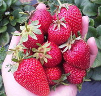 Mornington Peninsula including Strawberry Farm Day Tour from Melbourne - Accommodation Broadbeach