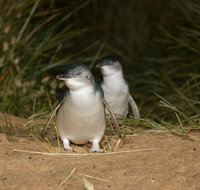Full-Day Penguin Parade and Melbourne City Tour From Melbourne - Accommodation Broadbeach
