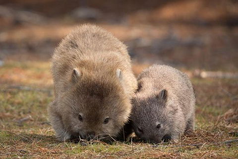 Maria Island Premium Private Photo-oriented Day Tour From Hobart - Accommodation Broadbeach 1