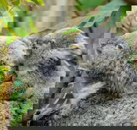 Hobart's best city nature wildlife and fine cuisine - Accommodation Broadbeach