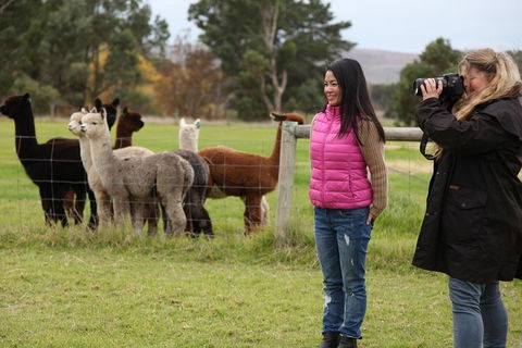 Alpaca Farm 2 Hour Tour - Accommodation Broadbeach 1