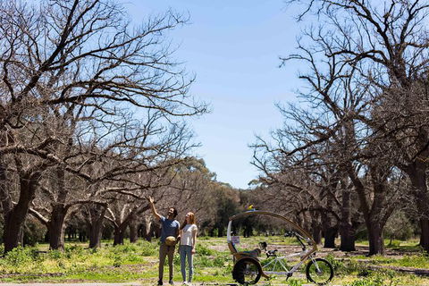 Adelaide 90-Minute Pedicab Tour: Scenic Green & River Experience - Accommodation Broadbeach 8