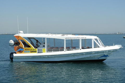 Adelaide Ocean Safari - Wild Dolphin Safari - Accommodation Broadbeach 0
