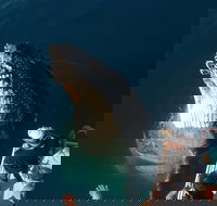 Hervey Bay Whale Watching Experience - Accommodation Broadbeach