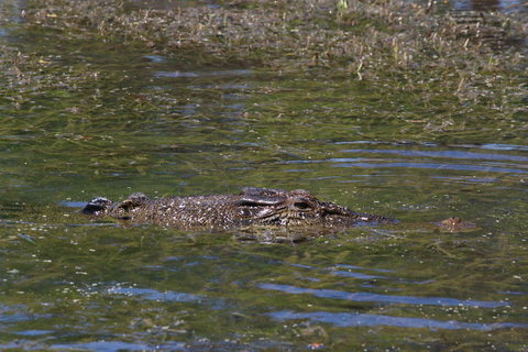 Kakadu, Nourlangie And Yellow Waters Tour From Darwin - Accommodation Broadbeach 16