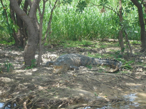 Kakadu, Nourlangie And Yellow Waters Tour From Darwin - Accommodation Broadbeach 21