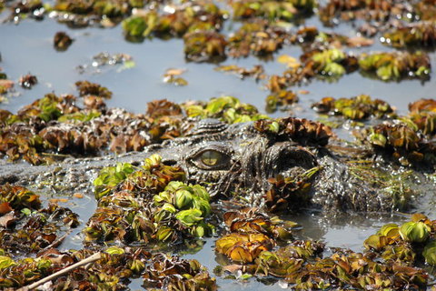Kakadu, Nourlangie And Yellow Waters Tour From Darwin - Accommodation Broadbeach 17