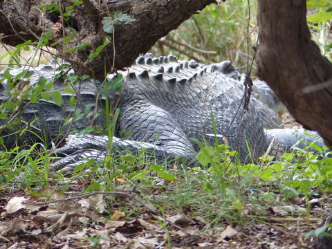 Kakadu, Nourlangie And Yellow Waters Tour From Darwin - Accommodation Broadbeach 13