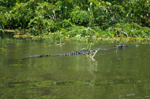 Kakadu, Nourlangie And Yellow Waters Tour From Darwin - Accommodation Broadbeach 4