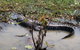 Kakadu, Nourlangie And Yellow Waters Tour From Darwin - thumb 19