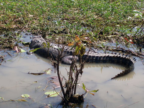 Kakadu, Nourlangie And Yellow Waters Tour From Darwin - Accommodation Broadbeach 19