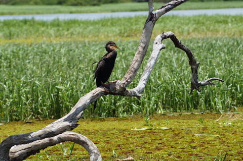 Kakadu, Nourlangie And Yellow Waters Tour From Darwin - Accommodation Broadbeach 2