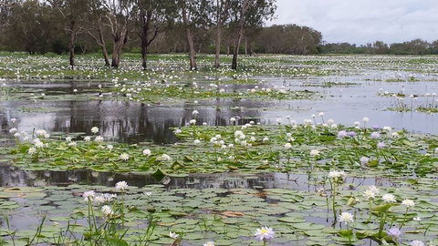 Kakadu, Nourlangie And Yellow Waters Tour From Darwin - Accommodation Broadbeach 12