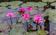 Kakadu, Nourlangie And Yellow Waters Tour From Darwin - thumb 37