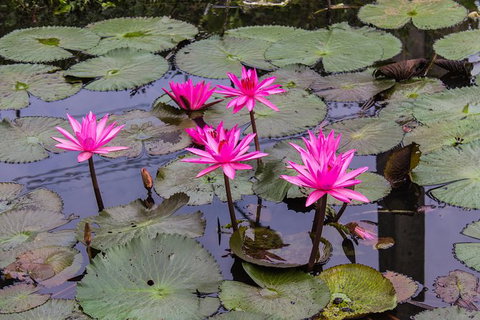 Kakadu, Nourlangie And Yellow Waters Tour From Darwin - Accommodation Broadbeach 37