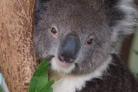 All Inclusive Blue Mountains Small-Group Day Trip From Sydney - Accommodation Broadbeach 1