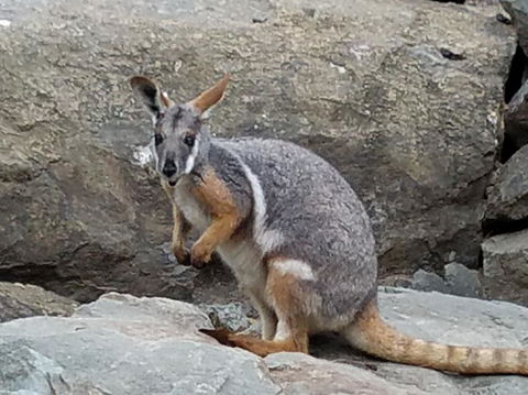 All Inclusive Blue Mountains Small-Group Day Trip From Sydney - Accommodation Broadbeach 4