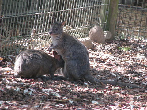 All Inclusive Blue Mountains Small-Group Day Trip From Sydney - Accommodation Broadbeach 19