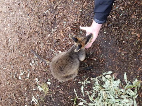 All Inclusive Blue Mountains Small-Group Day Trip From Sydney - Accommodation Broadbeach 21