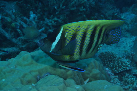 Frankland Islands Dive Site - Accommodation Broadbeach 0