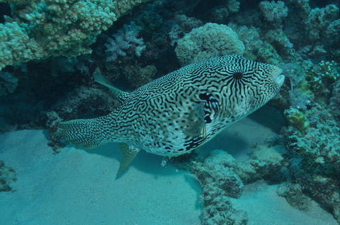 Frankland Islands Dive Site - Accommodation Broadbeach 1