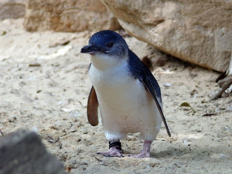 Granite Island Nature Park - Guided Penguin Tours - Accommodation Broadbeach 0
