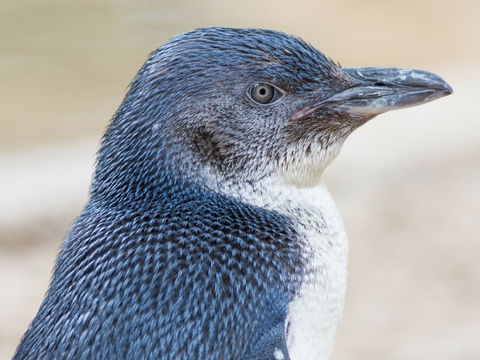 Granite Island Nature Park - Guided Penguin Tours - Accommodation Broadbeach 1