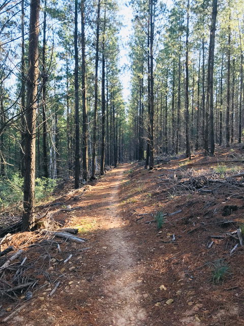 Mountain Bike Trails Tumbarumba - Accommodation Broadbeach 1