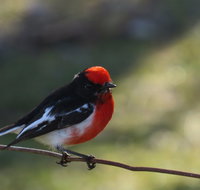 Weddin Bird Trails - Accommodation Broadbeach