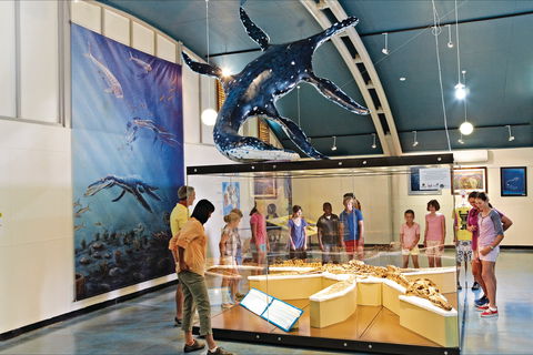 Australian Dinosaur Trail - Accommodation Broadbeach 1