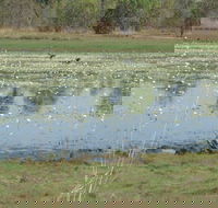 Leaning Tree Lagoon Nature Park - Accommodation Broadbeach
