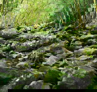 Wodi Wodi Walking Track - Accommodation Broadbeach