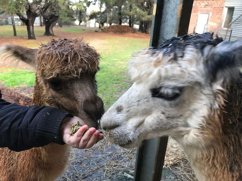 Alpaca Farm Experience At Crookwell - Accommodation Broadbeach 0