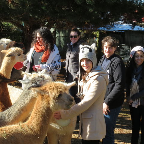 Alpaca Farm Experience At Crookwell - Accommodation Broadbeach 2