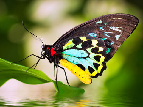 Australian Butterfly Sanctuary - Accommodation Broadbeach 1