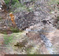 Mill-bullah Walking Track - Accommodation Broadbeach