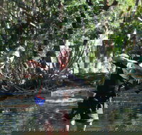 Barra Feeding - Accommodation Broadbeach