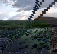 Fogg Dam Conservation Reserve - Accommodation Broadbeach