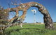 Greenough Leaning Trees - thumb 0