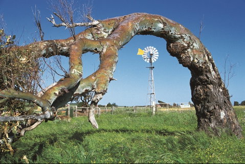 Greenough Leaning Trees - Accommodation Broadbeach 0