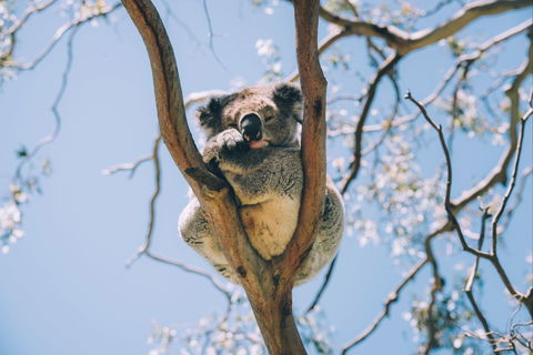 Samford Conservation Park And Bunyaville Conservation Park - Accommodation Broadbeach 2